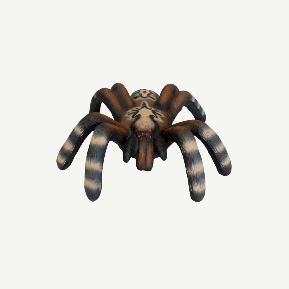 100373 Leitold Kleine Vogelspinne