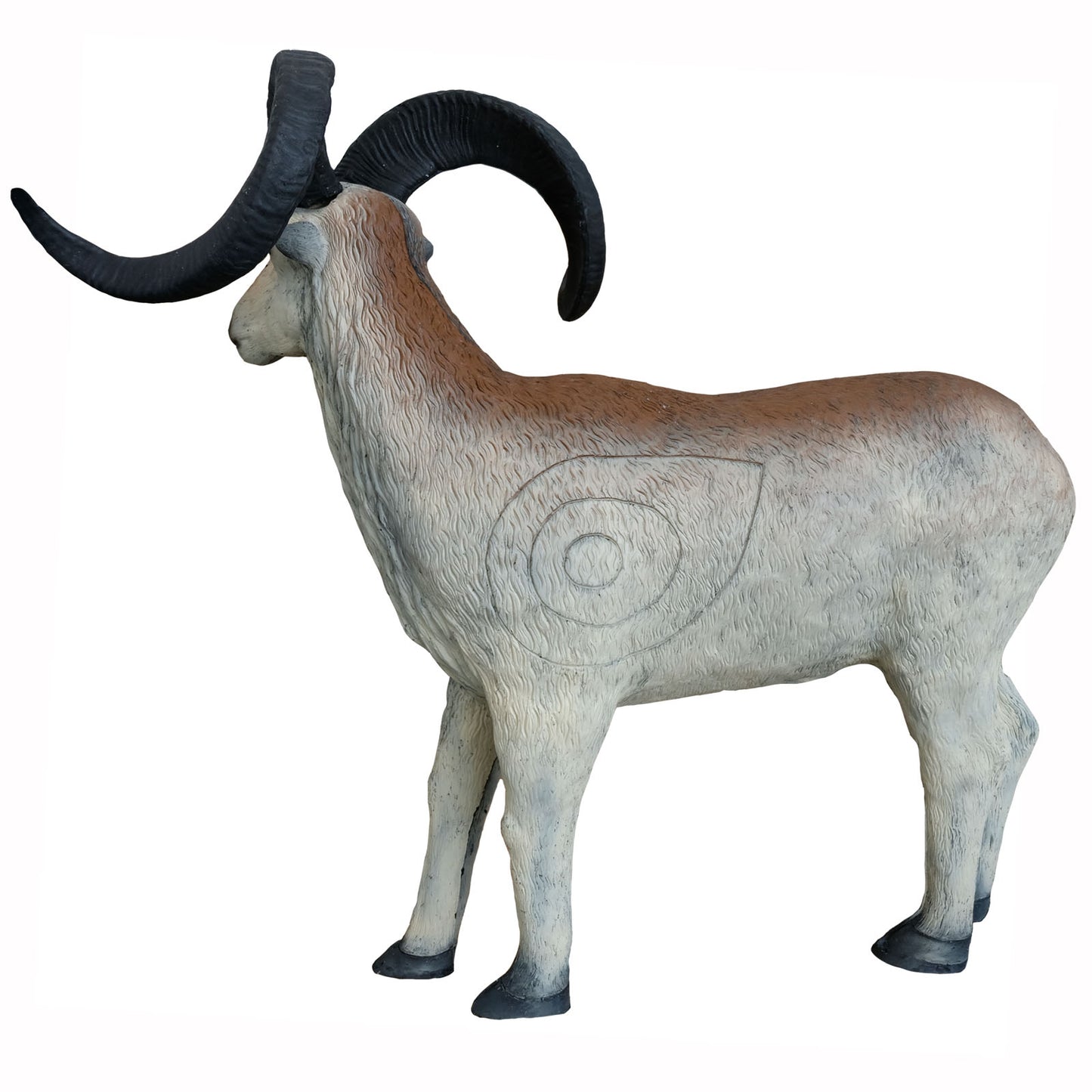 100275 Leitold Marco Polo Sheep