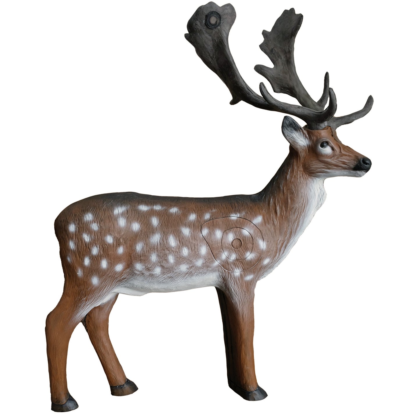 100313 Leitold Fallow Deer