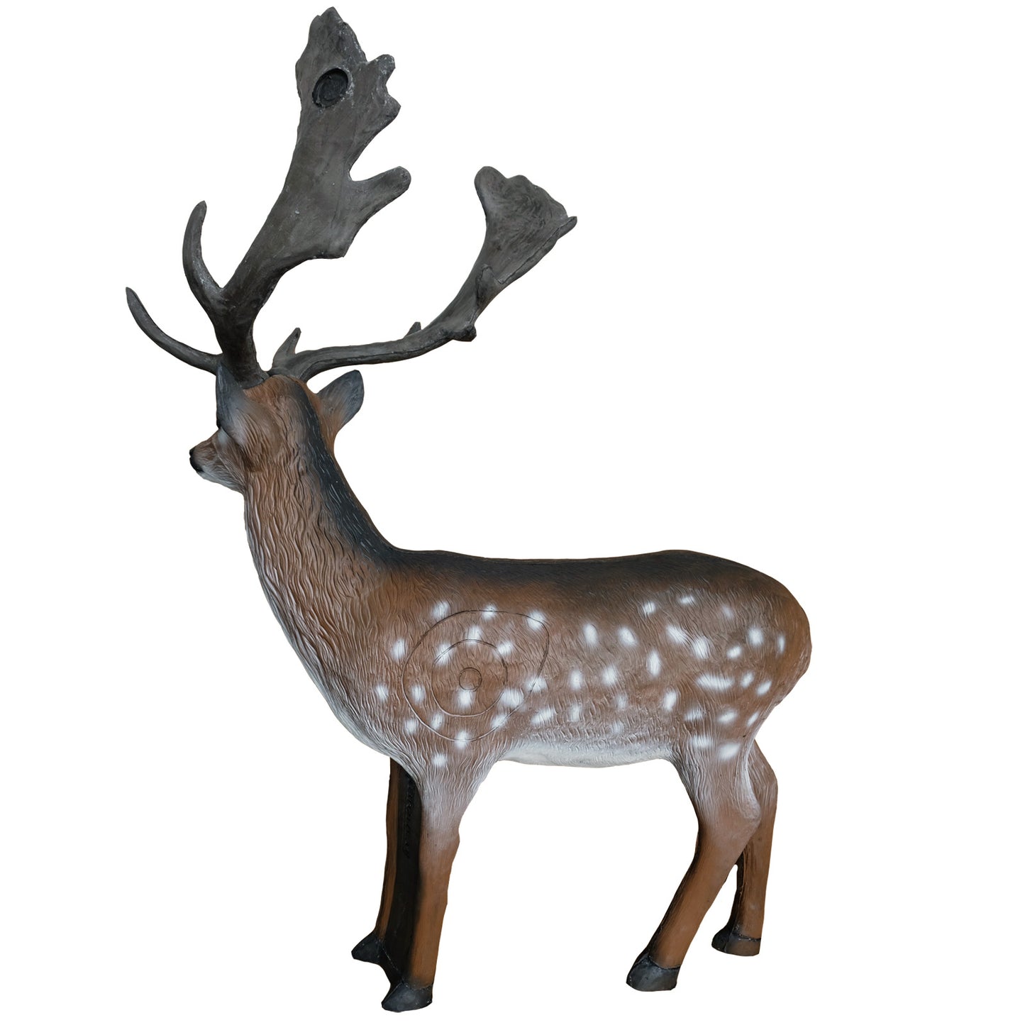 100313 Leitold Fallow Deer